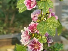 -百花洲