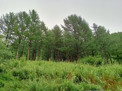 -塞罕坝国家级自然保护区