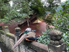 -都江堰普照寺