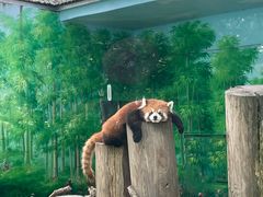 -常州淹城野生动物世界