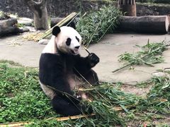 -都江堰中华大熊猫苑