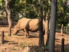 -清迈夜间动物园