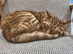 -滚猫咖啡·猫咖·猫友好撸猫(未来城店)