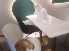 -飞行喵MR PILOT|猫舍·猫咖(静安大融城店)