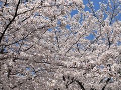 -高东镇樱花园