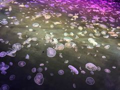 -海合安成都极地海洋公园