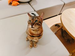 -猫腻·猫咖·撸猫馆(星光大道店)
