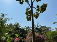 -中国科学院西双版纳热带植物园