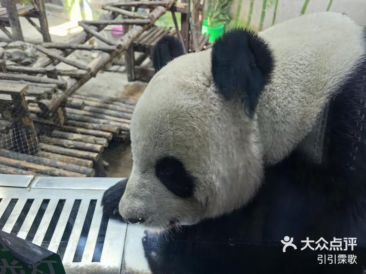 光合谷动物园|我离国宝最近的距离-大众点评