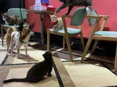 -猫色咖啡·猫咖