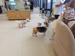 -怪兽屋·羊驼·猫咖·狗咖(俊华广场店)