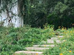 -南宁良凤江国家森林公园