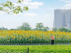 -广州莲花山旅游区