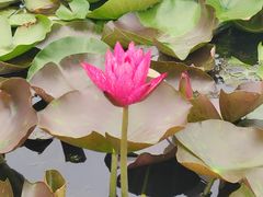 -陈家山荷花公园