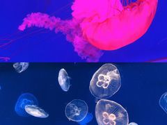 -多彩贵州城极地海洋世界