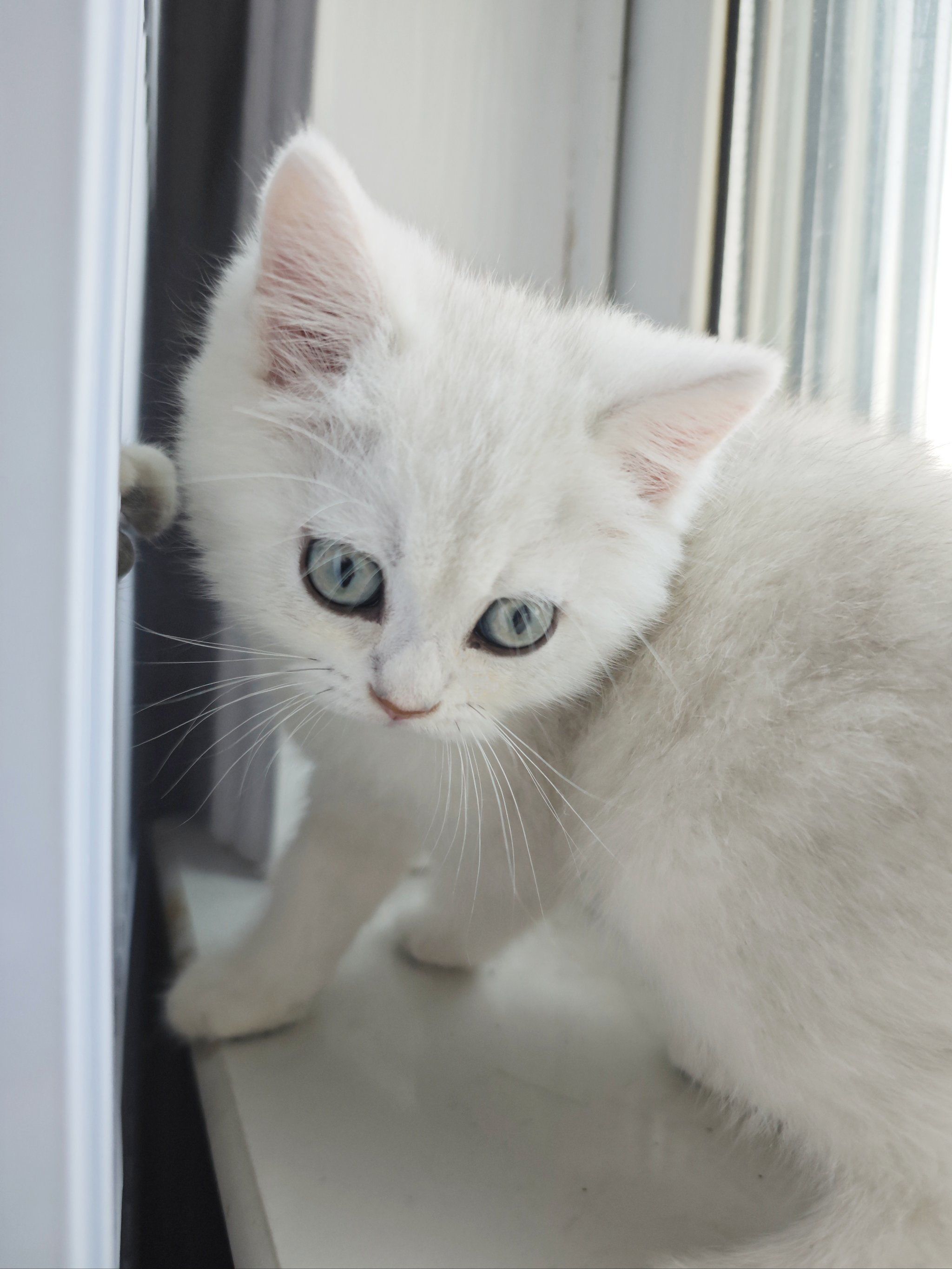 银渐层小奶猫找新家