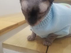 -李小姐の猫咖啡馆(五角场店)