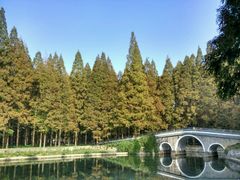 -水杉园
