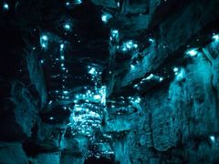 -怀托摩萤火虫洞