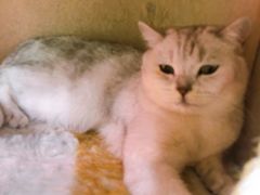 -藏猫猫咖啡主题馆(中央大道店)