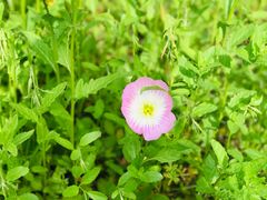 -花开海上生态园