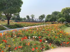 -鹅湖玫瑰文化园