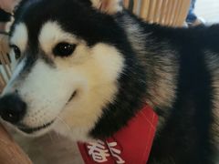 -Husky Go! 哈士奇体验馆·宠物咖啡厅狗咖