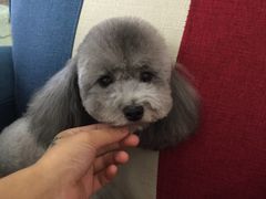-小呆的宠物店·宠物售卖·宠物寄养(城西店)