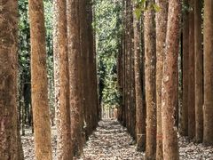 -中国科学院西双版纳热带植物园