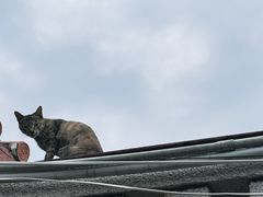 -蔡氏古民居建筑群