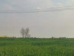 -三圣花乡旅游区