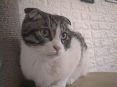 -平行世界·猫咖(首经贸店)