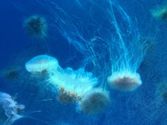 -海合安武汉极地海洋公园