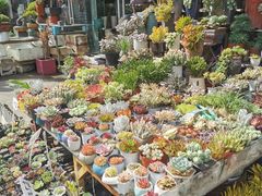 -平吉花卉市场
