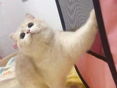 -欣宠猫屋·矮脚拿破仑·蓝金金渐层