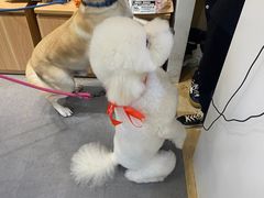 -宠物家(双井店)