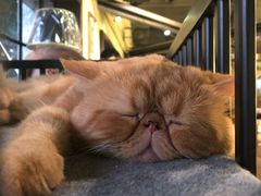 -more than meow吴止猫主题餐厅(承德 中船汇店)