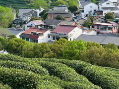 -阿巧茶庄