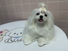 -FAELING PETS美天灵宠物(富力广场店)