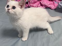 -唐小姐の猫狗洗护·购宠旗舰店(周浦万达店)