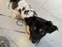 -帕帕拉兹宠物(亚洲旗舰店)