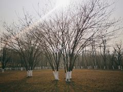 -汉长安城未央宫国家考古遗址公园