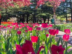 -石家庄市植物园