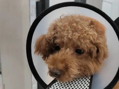 -荔康动物医院(康王北路店)