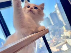 -客栈猫舍(中央北路店)