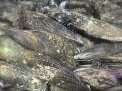 -海峡水产品交易中心(海鲜交易区)