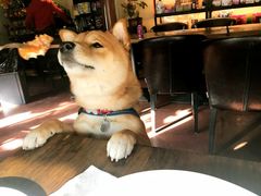 -百好乐宠物友好餐厅(朝外大街店)