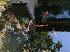 -鲤院·新中式美学·庭院餐厅(夫子庙店)
