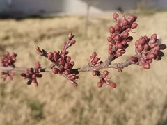 -CoCo都可(开发区梦乐城店)