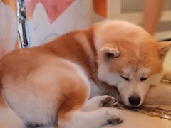 -豆柴町-柴犬主题狗咖(红鼎国际C座店)